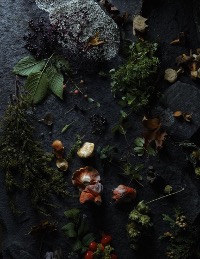 Wild Food Discovery Workshop